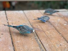 -南宫五洲植物乐园