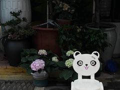 -溪岸路花鸟市场