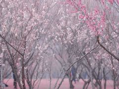 -蜀冈西峰生态公园