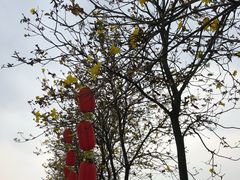 -天适樱花悠乐园