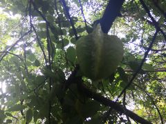 -燕晗山郊野公园