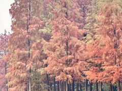 -重庆彩云湖湿地公园