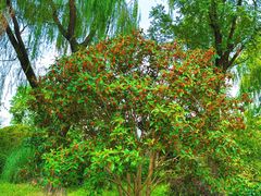 -昆山城市生态森林公园