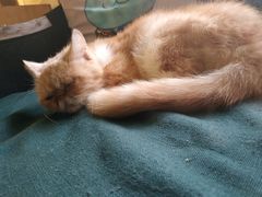 -more than meow吴止猫主题餐厅(承德 中船汇店)