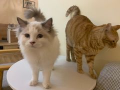 -滚猫咖啡·猫咖·猫友好撸猫(未来城店)