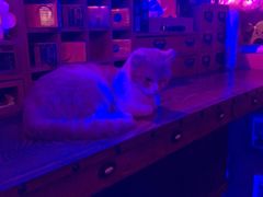 -星宿秘码(鼓浪屿老店)