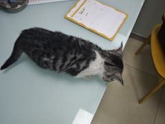 -宠福鑫康馨动物医院·骨科·眼科