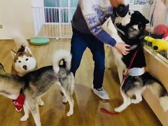 -Husky Go! 哈士奇体验馆·宠物咖啡厅狗咖