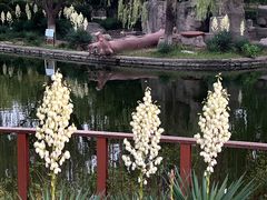 -石家庄市植物园