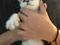 -Bastet sally猫舍购宠(静安店)