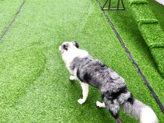 -汪说喵讲宠物乐园宠物酒店(红星美凯龙店)