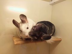 -龙猫仔乐园(惠福东路店)