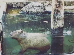 -清迈夜间动物园