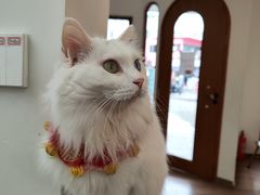 -有猫主题·治愈系猫咖(曾厝垵店)