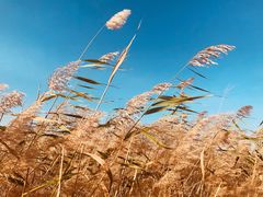-野鸭湖国家湿地公园