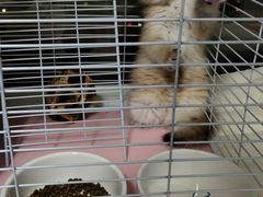 -屋虎猫馆(宝安大仟里店)