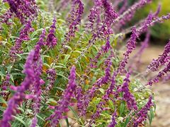 -昆山城市生态森林公园