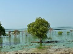 -合肥滨湖国家森林公园
