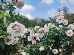 -人民公园(罗湖区)