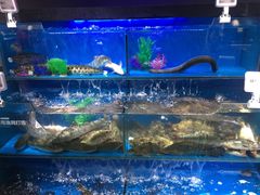 水产区-盒马鲜生(馥邦国际店)