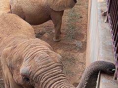 -西霞口神雕山野生动物世界