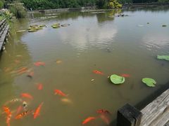 -大湾区中央湿地公园