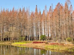 -黄海国家森林公园