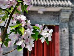-海棠花溪(元大都城垣遗址公园)