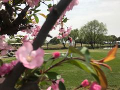 -旭宝高尔夫俱乐部