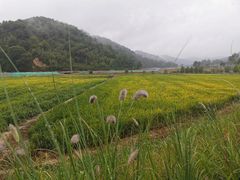 -南泥湾风景区