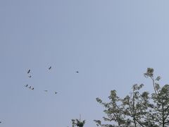 -大湾区中央湿地公园