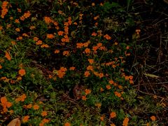 -三圣花乡旅游区