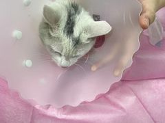 -北京观赏动物医院·24小时大型综合·猫专科·异宠专科