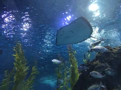 -芜湖新华联大白鲸海洋公园