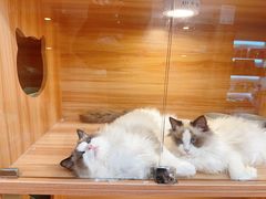 -猫十亿·布偶金渐层·曼基康矮脚猫舍(青年路店)
