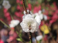 -桃花涧