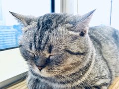 -Heymao猫咖.咖啡厅(东门店)