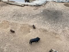 -青岛森林野生动物世界