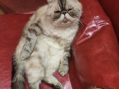 -猫色咖啡·猫咖