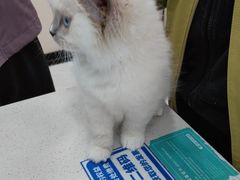-安安宠医宠物医院·异宠·犬猫内科(岳阳分院)