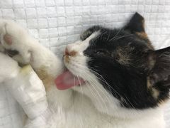 -爱侣宠医·鹦鹉专科·小型哺乳类·异宠专科(灵石路店)