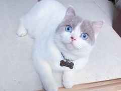-屋虎猫馆(宝安大仟里店)