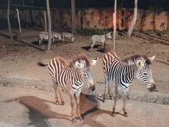 -清迈夜间动物园