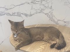 -楼上猫咖(罗湖店)