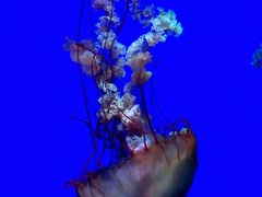 -上海海洋水族馆