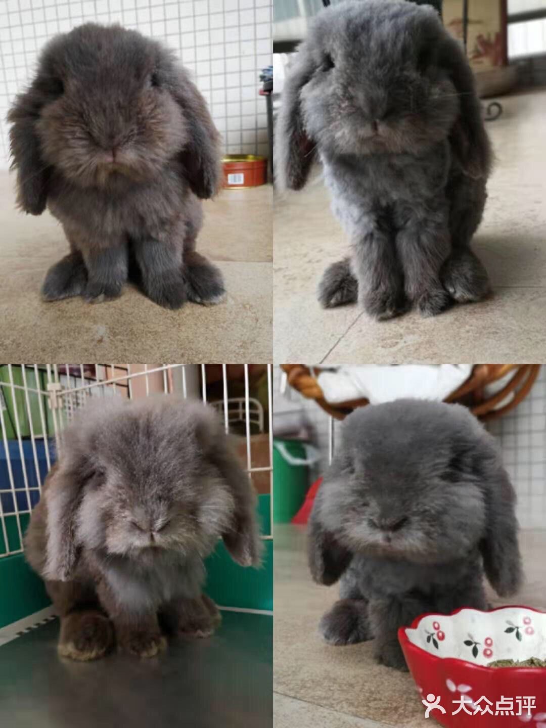 我最喜欢😘得小兔兔