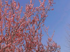 -洛阳市隋唐城遗址植物园