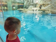 -帝企鹅自助餐厅•儿童岛•真企鹅(长隆企鹅酒店)