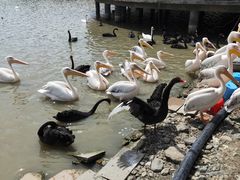 -新疆天山野生动物园