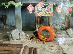 -海南热带野生动植物园